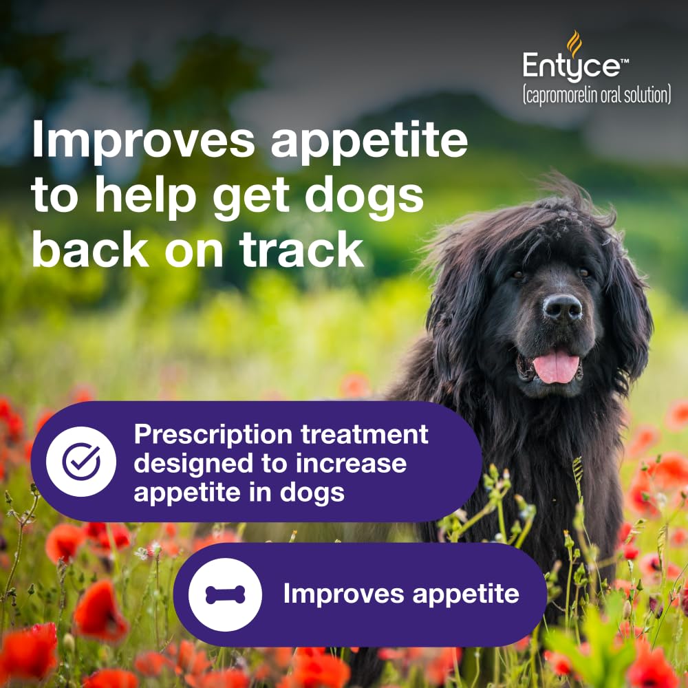 Dog Appetite Stimulant Oral Solution 30mg/ml 10 ml E12872