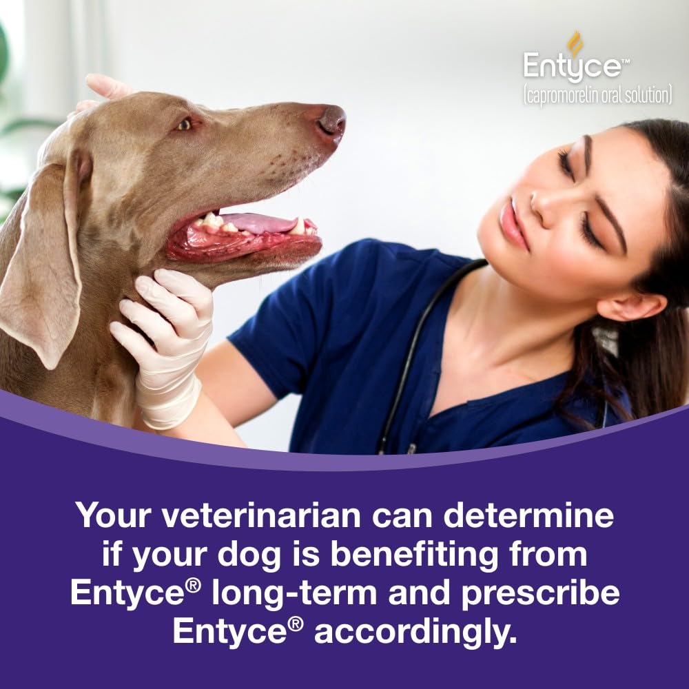 Dog Appetite Stimulant Oral Solution 30mg/ml 10 ml E12872