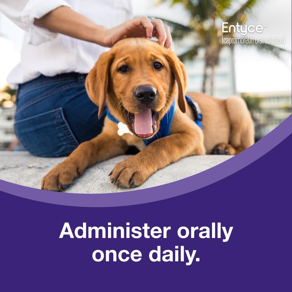 Dog Appetite Stimulant Oral Solution 30mg/ml 10 ml E12872