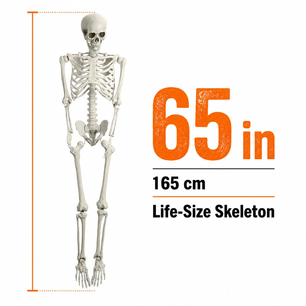 Life Size Posable Skeleton Prop J511093