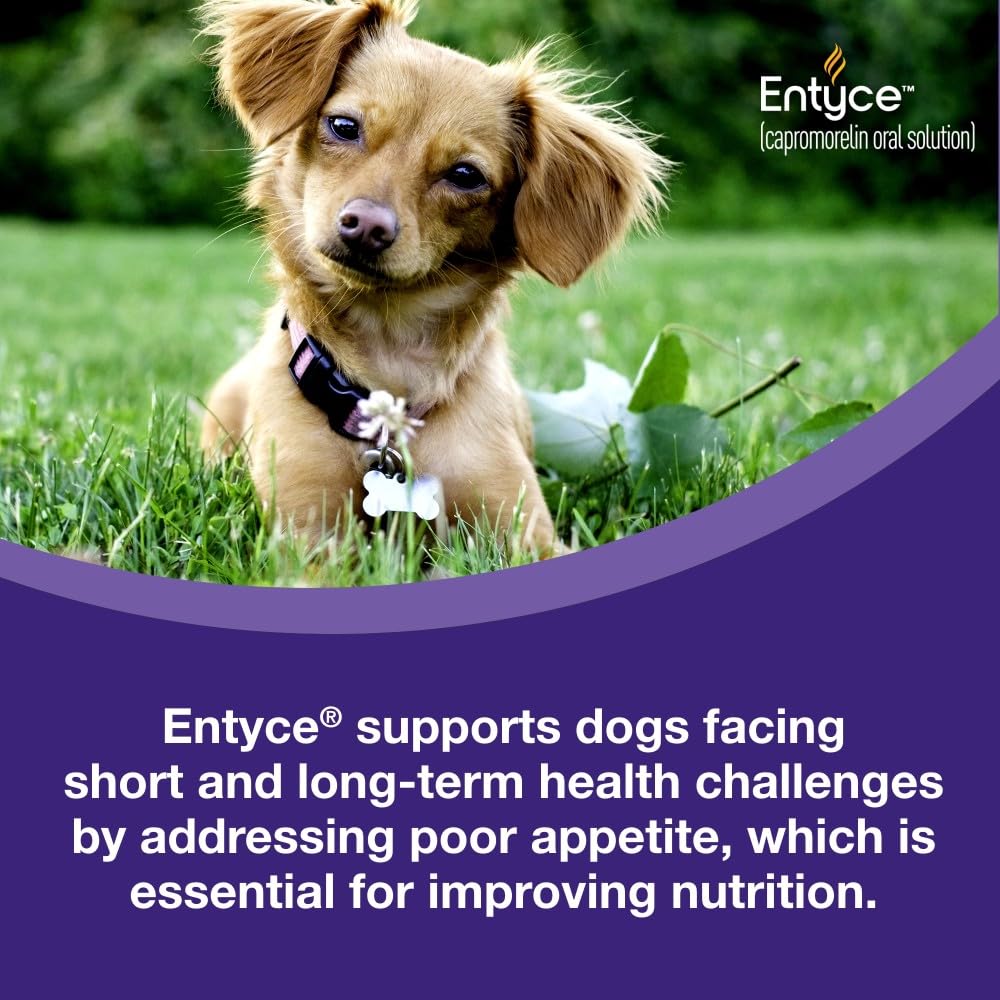 Dog Appetite Stimulant Oral Solution 30mg/ml 10 ml E12872