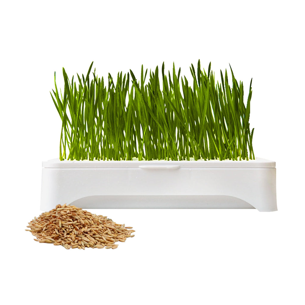 Cat Grass Kit with Organic Seeds Mix and Hydroponic Sprout Tray H3751