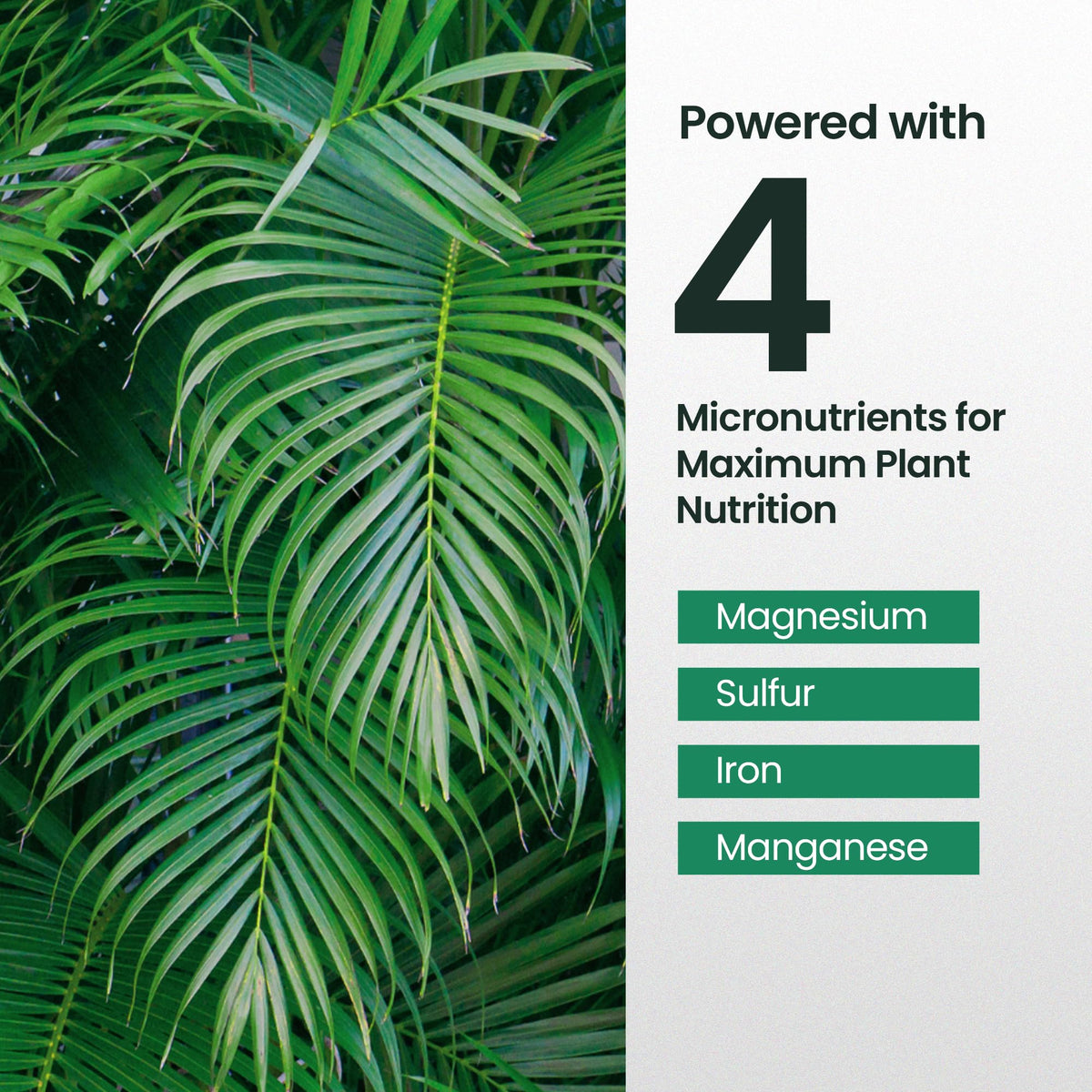 16oz Palm Tree Fertilizer C4552