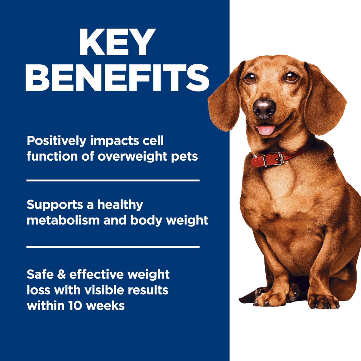 Dry Dog Food C743