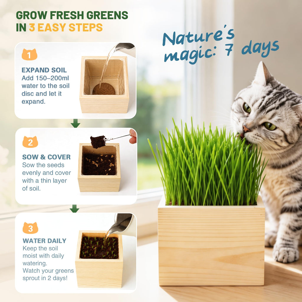 Cat Grass Growing Kit with Wooden Planter A2141