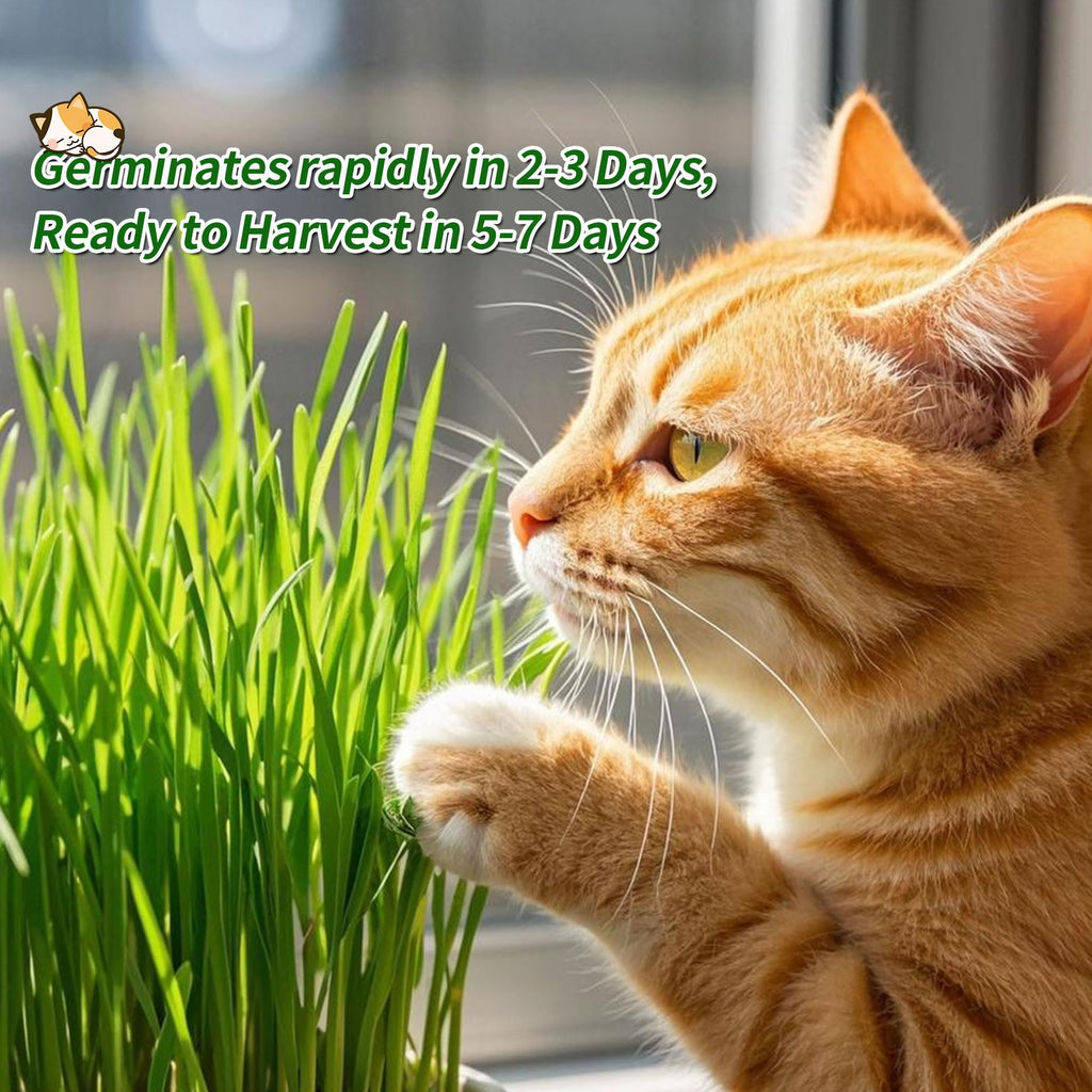 Cat Grass Kit with Organic Seeds Mix and Hydroponic Sprout Tray H3751