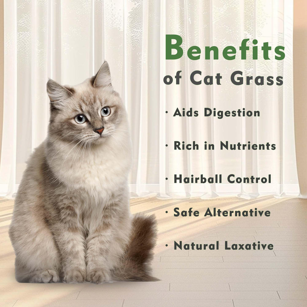 Cat Grass Kit with Organic Seeds Mix and Hydroponic Sprout Tray H3751